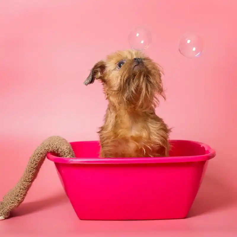 Grooming Pet Panggilan Pulo Gadung Pet Salon Murah
