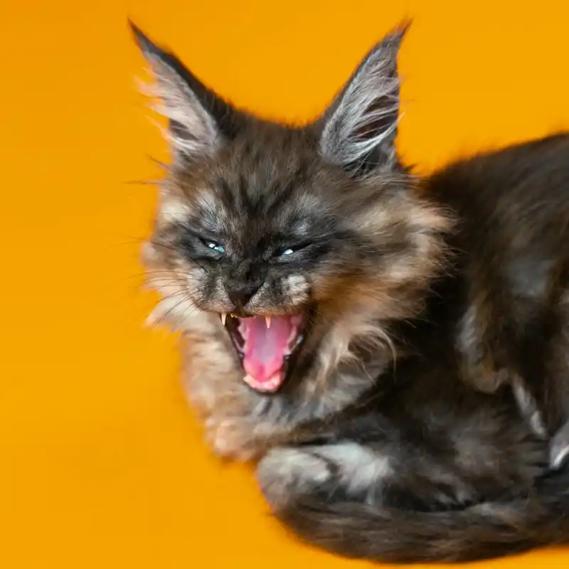 Grooming Anjing Kucing Panggilan Ancol Salon Pet Datang Kerumah