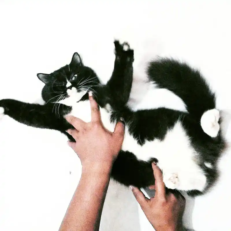 Grooming Pet Panggilan Kayu Manis Salon Pet Datang Kerumah