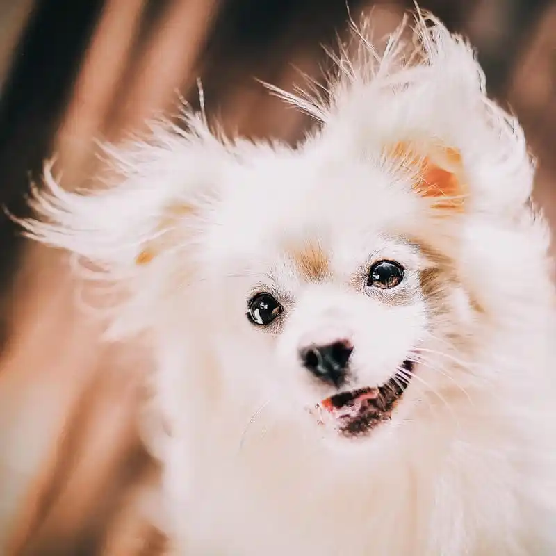 Grooming Pet Panggilan Bekasi Salon Pet Profesional
