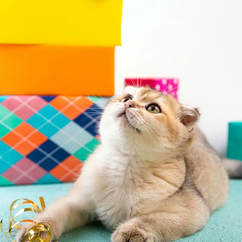 Grooming Anjing Kucing Panggilan Pekayon Salon Pet Terbaik