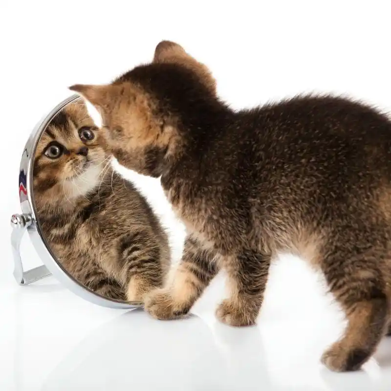 Layanan Grooming Anjing & Kucing Panggilan Serdang Fast Respond