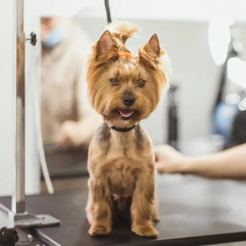 Grooming Pet Panggilan Jagakarsa Pet Salon Profesional
