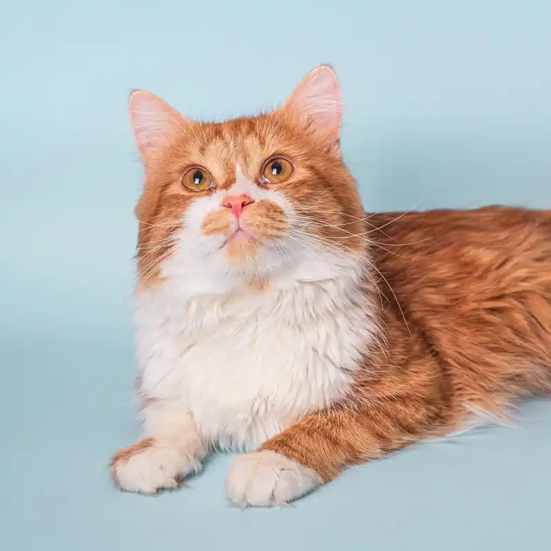 Layanan Salon Mandikan Anjing Kucing Panggilan Roa Malaka  Fast Respond
