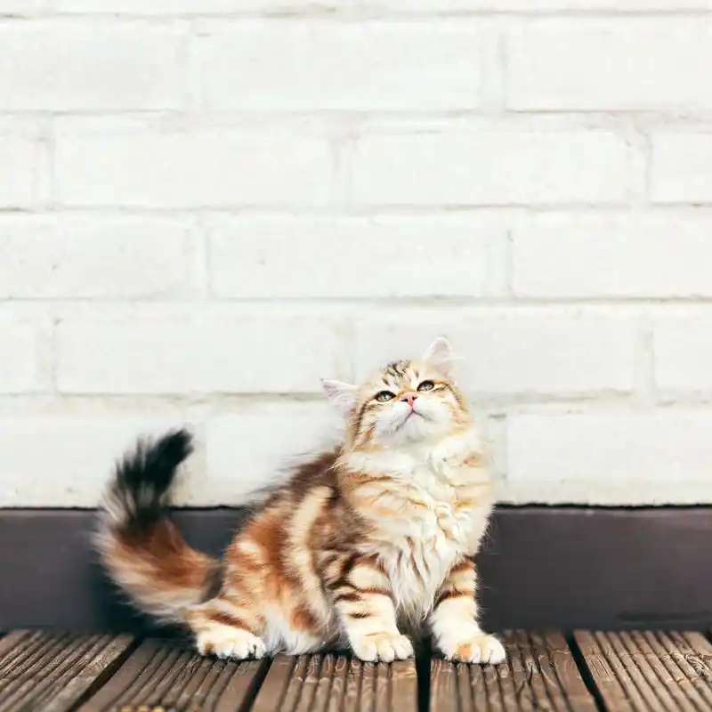 Grooming Pet Panggilan Cibubur Salon Pet Fast Respond