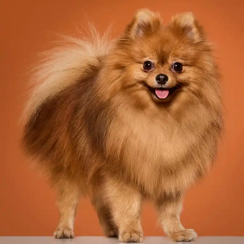 Grooming Anjing Kucing Panggilan Tebet Pet Salon Datang Kerumah