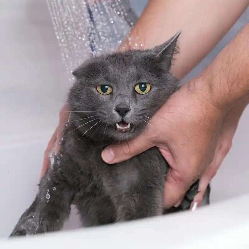 Grooming Pet Panggilan Duren Sawit Salon Pet Murah
