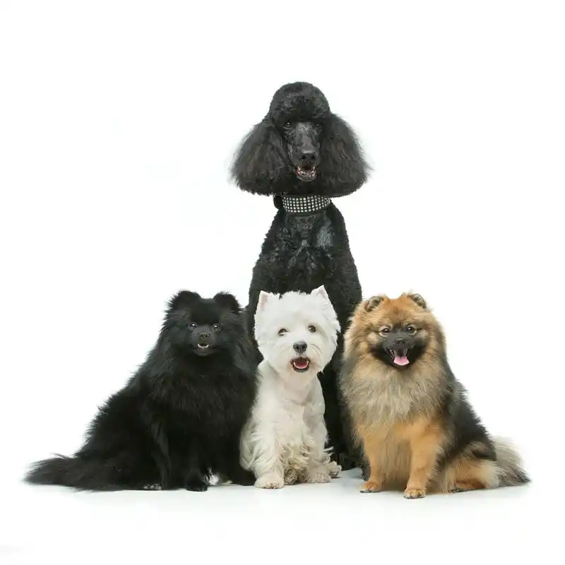 Layanan Salon Grooming Kucing & Anjing Panggilan Cilincing Murah
