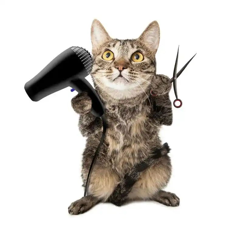 Grooming Pet Panggilan Slipi  Pet Salon Terbaik