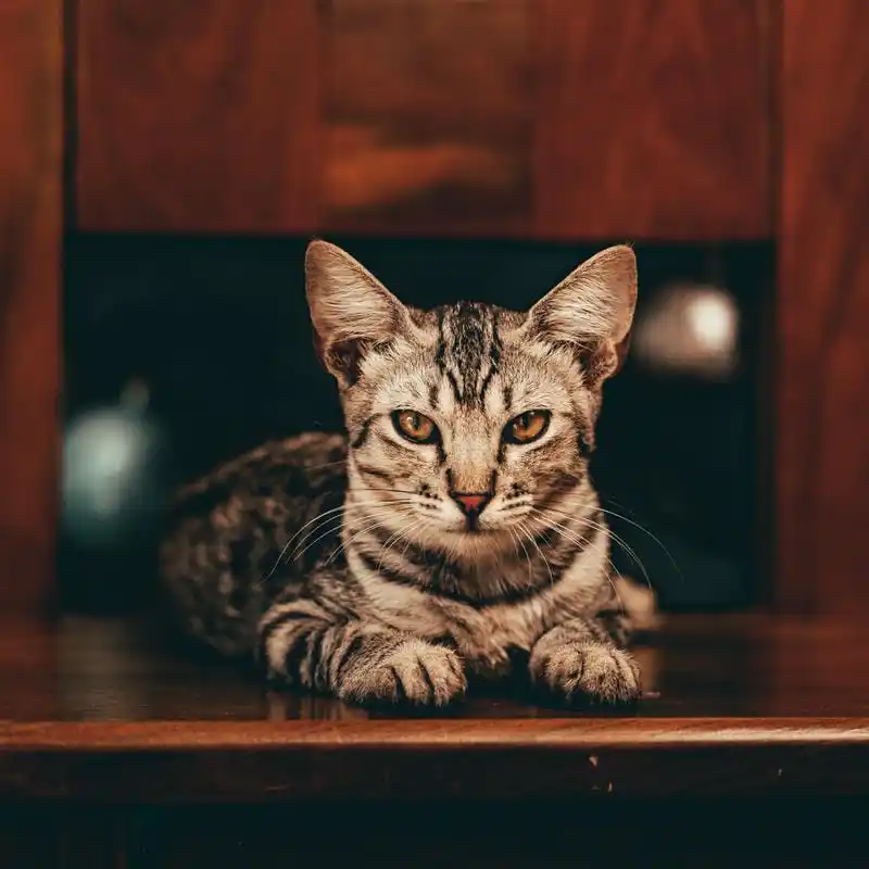 Grooming Pet Panggilan Kayu Manis Salon Pet Datang Kerumah
