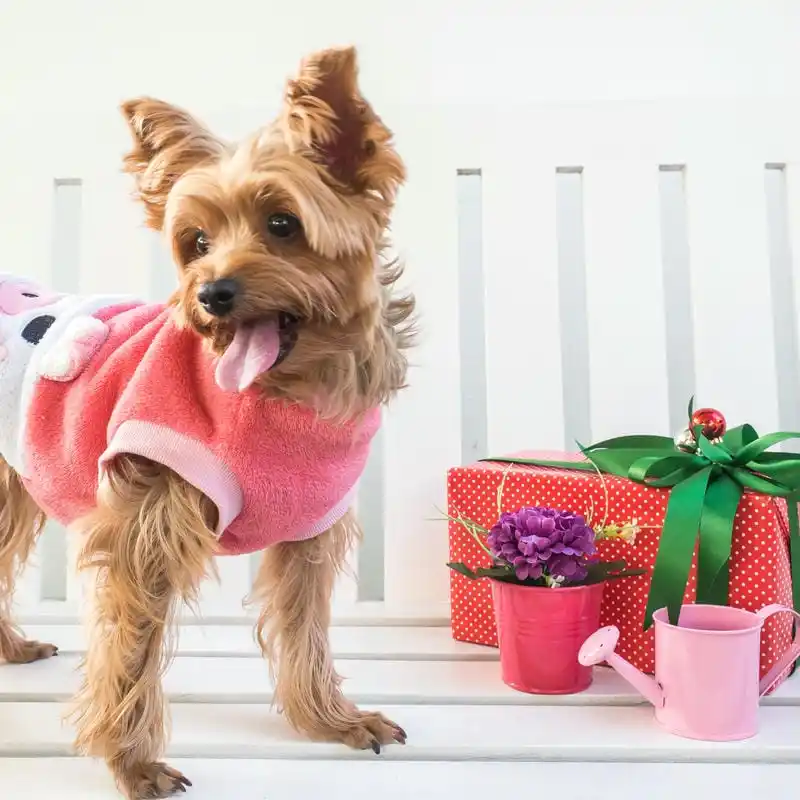 Grooming Pet Panggilan Pondok Ranggon Salon Pet Fast Respond
