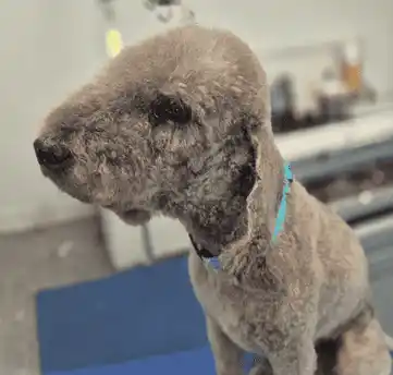 Layanan Salon Memandikan Kucing & Anjing Panggilan Kemayoran Profesional