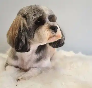 Grooming Kucing Anjing Panggilan Gelora Pet Salon Terbaik