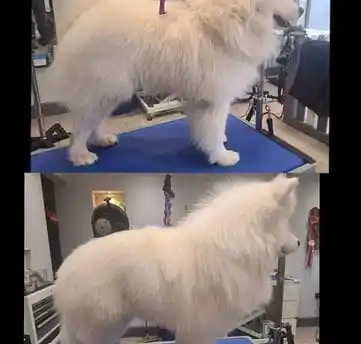 Grooming Pet Panggilan Kayu Manis Salon Pet Datang Kerumah