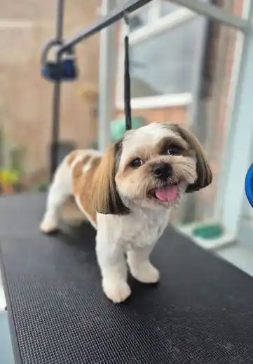 Grooming Anjing Kucing Panggilan Tebet Pet Salon Datang Kerumah