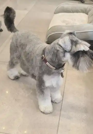 Grooming Pet Panggilan Jagakarsa Pet Salon Profesional