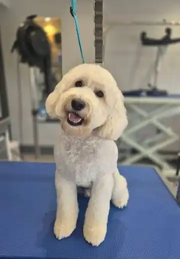 Grooming Pet Panggilan Jagakarsa Pet Salon Profesional
