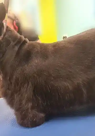 Grooming Anjing Kucing Panggilan Tebet Pet Salon Datang Kerumah